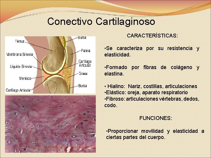 Conectivo Cartilaginoso CARACTERÍSTICAS: • Se caracteriza por su resistencia y elasticidad. • Formado por