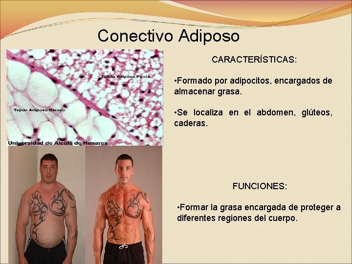 Conectivo Adiposo CARACTERÍSTICAS: • Formado por adipocitos, encargados de almacenar grasa. • Se localiza