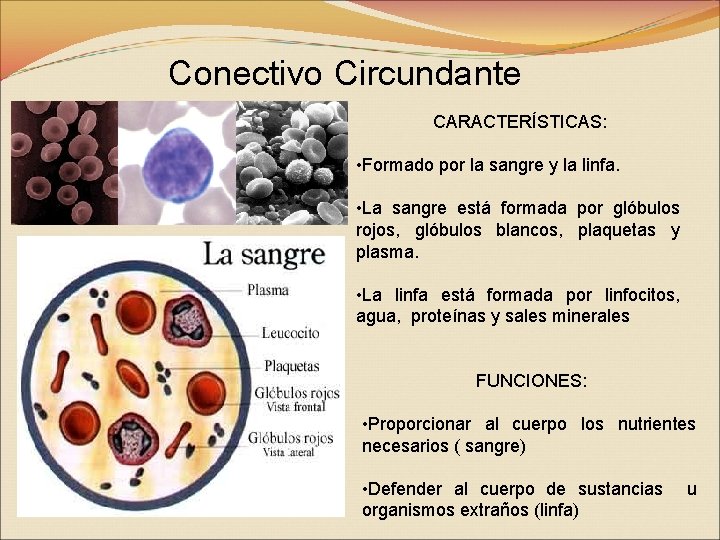 Conectivo Circundante CARACTERÍSTICAS: • Formado por la sangre y la linfa. • La sangre