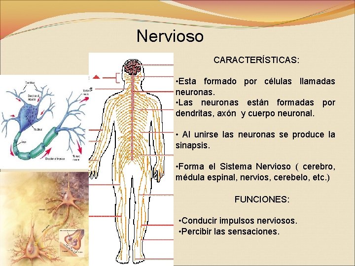 Nervioso CARACTERÍSTICAS: • Esta formado por células llamadas neuronas. • Las neuronas están formadas