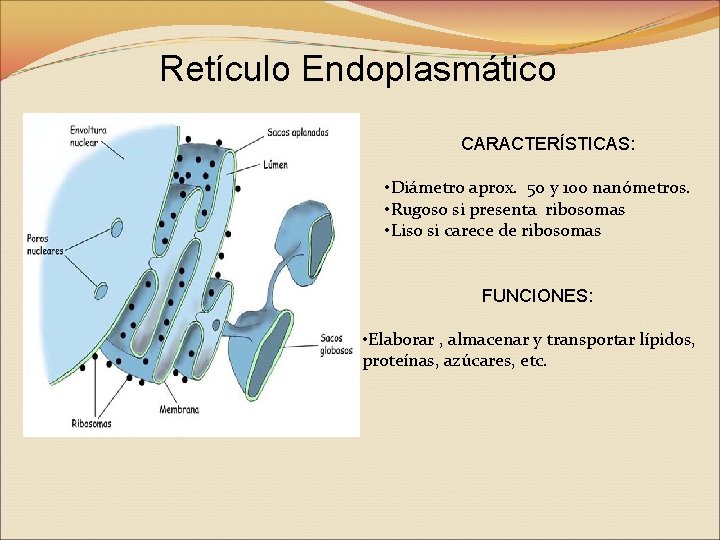 Retículo Endoplasmático CARACTERÍSTICAS: • Diámetro aprox. 50 y 100 nanómetros. • Rugoso si presenta