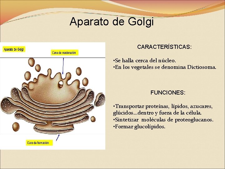 Aparato de Golgi CARACTERÍSTICAS: • Se halla cerca del núcleo. • En los vegetales