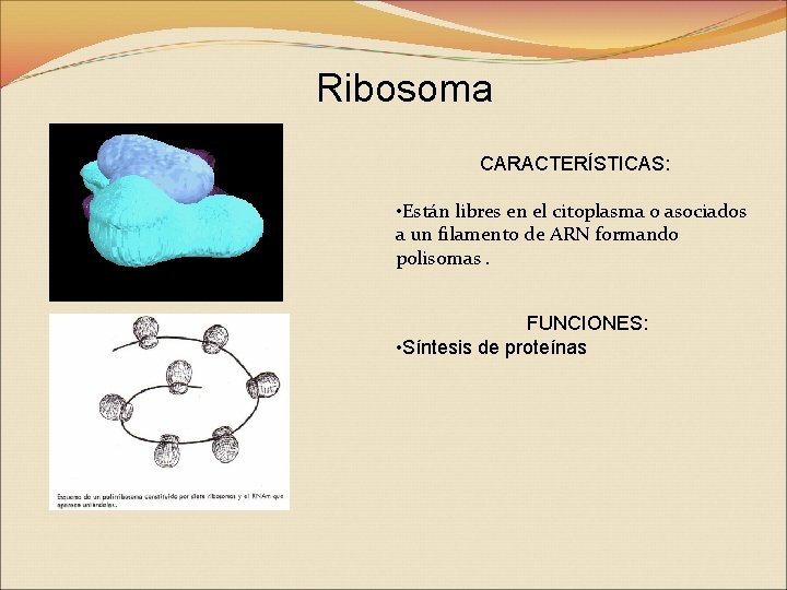 Ribosoma CARACTERÍSTICAS: • Están libres en el citoplasma o asociados a un filamento de