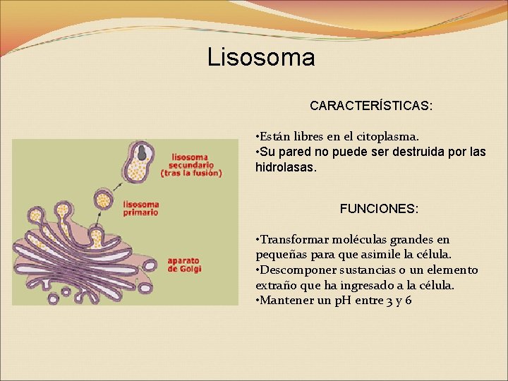 Lisosoma CARACTERÍSTICAS: • Están libres en el citoplasma. • Su pared no puede ser