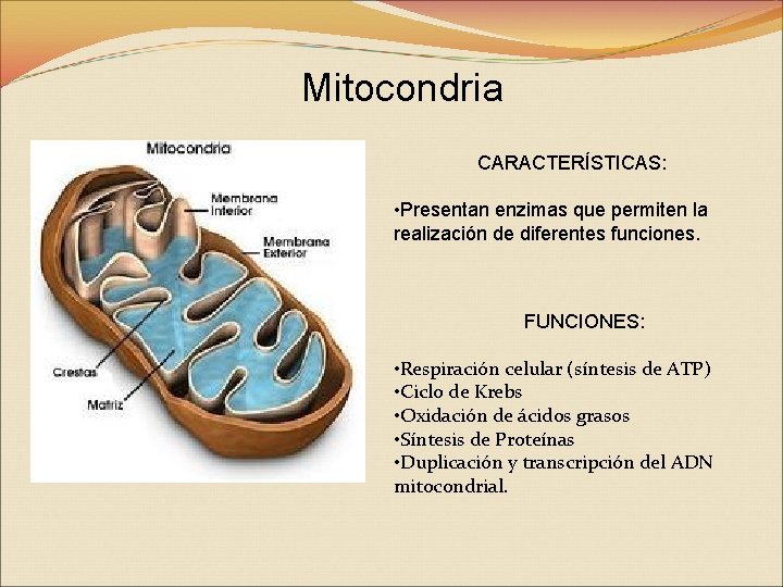 Mitocondria CARACTERÍSTICAS: • Presentan enzimas que permiten la realización de diferentes funciones. FUNCIONES: •