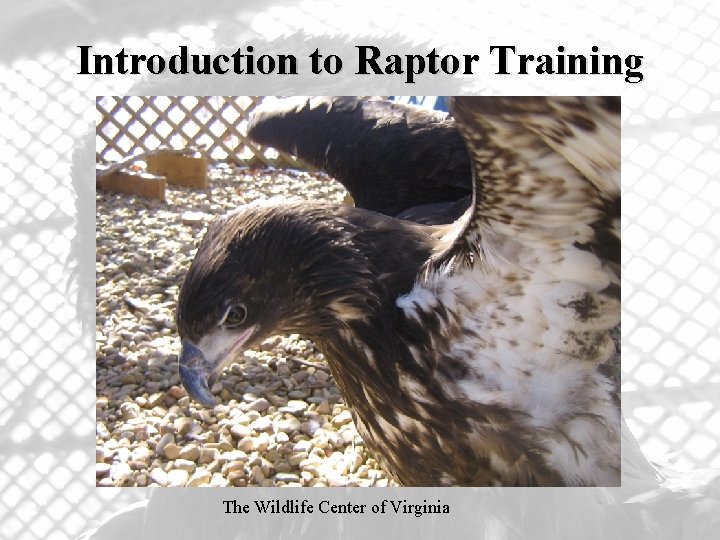 Handling Raptors Introduction to Raptor Training The Wildlife Center of