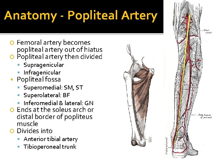 Anatomy - Popliteal Artery Femoral artery becomes popliteal artery out of hiatus Popliteal artery Anatomy - Popliteal Artery Femoral artery becomes popliteal artery out of hiatus Popliteal artery