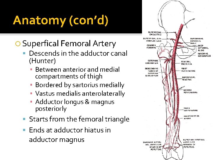 Anatomy (con’d) Superfical Femoral Artery Descends in the adductor canal (Hunter) ▪ Between anterior Anatomy (con’d) Superfical Femoral Artery Descends in the adductor canal (Hunter) ▪ Between anterior