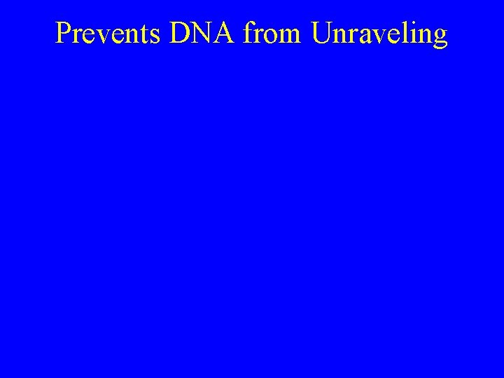 Prevents DNA from Unraveling 