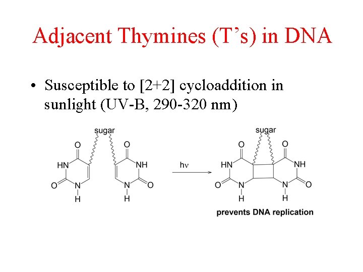 Adjacent Thymines (T’s) in DNA • Susceptible to [2+2] cycloaddition in sunlight (UV-B, 290