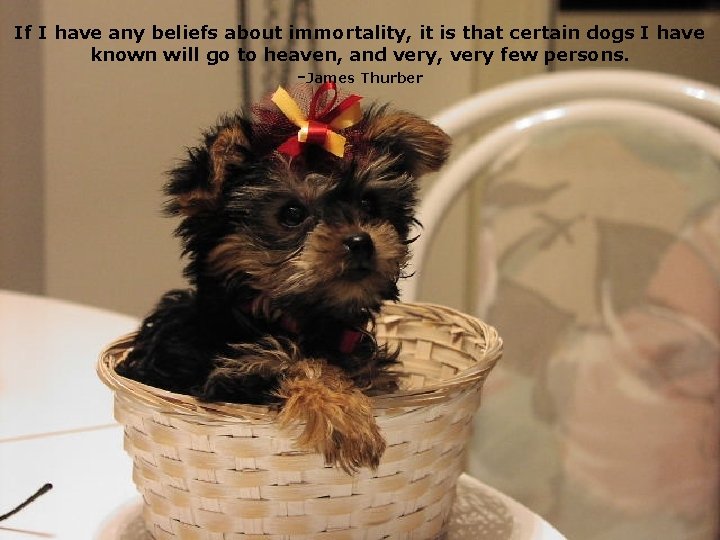 If I have any beliefs about immortality, it is that certain dogs I have