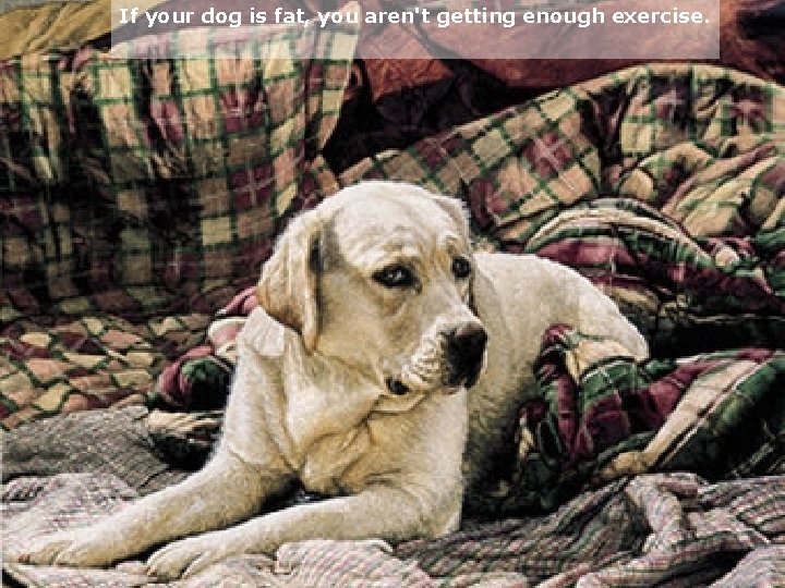 If your dog is fat, you aren't getting enough exercise. 