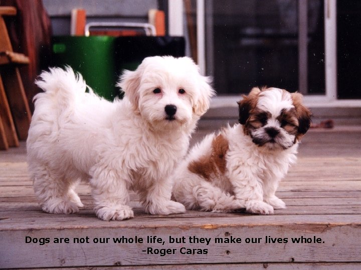 Dogs are not our whole life, but they make our lives whole. -Roger Caras