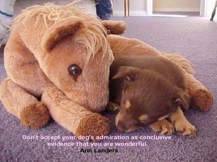 Don't accept your dog's admiration as conclusive evidence that you are wonderful. -Ann Landers