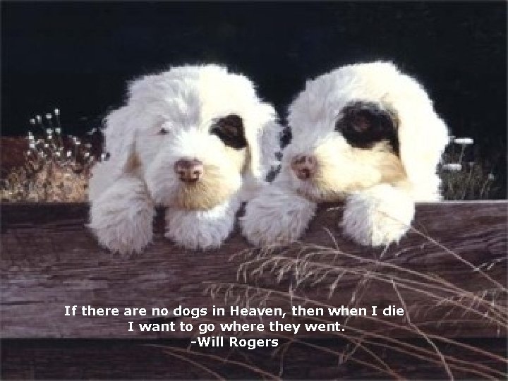 If there are no dogs in Heaven, then when I die I want to