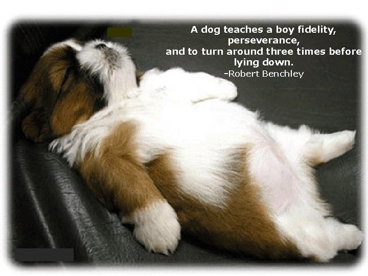 A dog teaches a boy fidelity, perseverance, and to turn around three times before