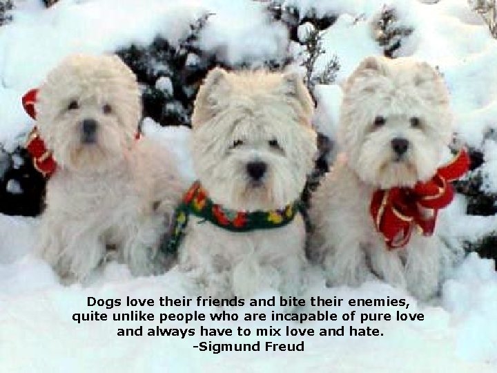 Dogs love their friends and bite their enemies, quite unlike people who are incapable