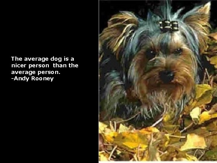The average dog is a nicer person than the average person. -Andy Rooney 