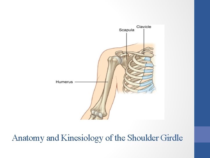 Anatomy and Kinesiology of the Shoulder Girdle 