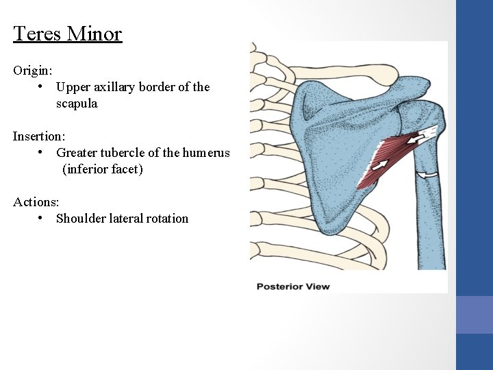 Teres Minor Origin: • Upper axillary border of the scapula Insertion: • Greater tubercle