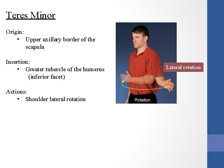 Teres Minor Origin: • Upper axillary border of the scapula Insertion: • Greater tubercle