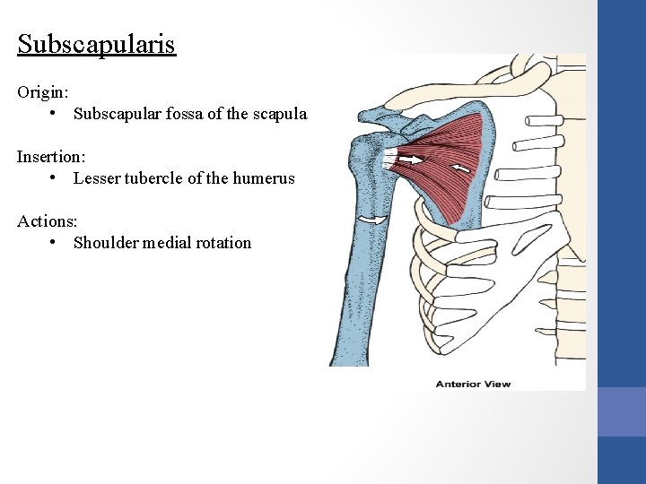 Subscapularis Origin: • Subscapular fossa of the scapula Insertion: • Lesser tubercle of the