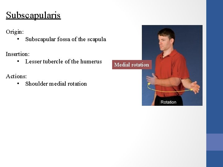 Subscapularis Origin: • Subscapular fossa of the scapula Insertion: • Lesser tubercle of the