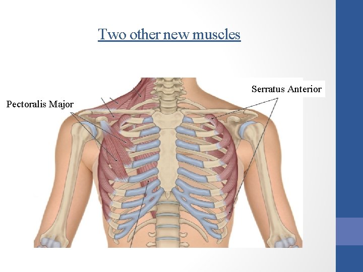 Two other new muscles Serratus Anterior Pectoralis Major 