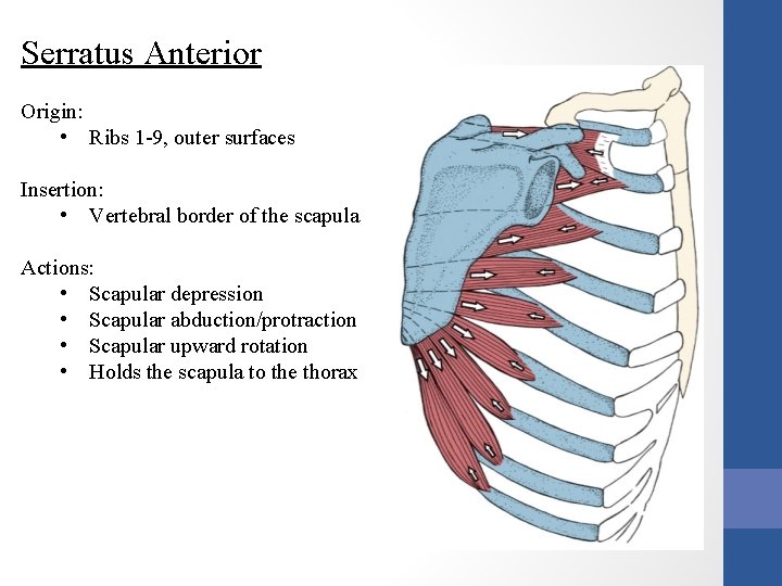 Serratus Anterior Origin: • Ribs 1 -9, outer surfaces Insertion: • Vertebral border of