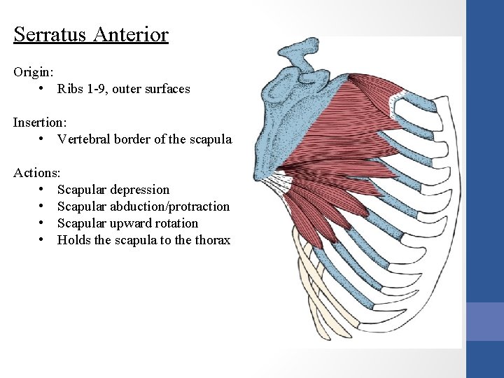 Serratus Anterior Origin: • Ribs 1 -9, outer surfaces Insertion: • Vertebral border of