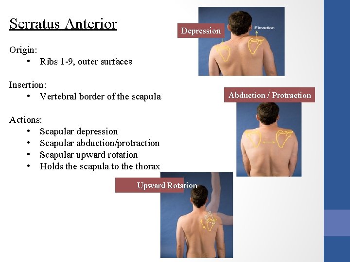 Serratus Anterior Depression Origin: • Ribs 1 -9, outer surfaces Insertion: • Vertebral border