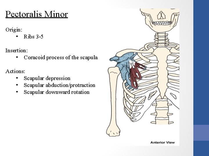 Pectoralis Minor Origin: • Ribs 3 -5 Insertion: • Coracoid process of the scapula