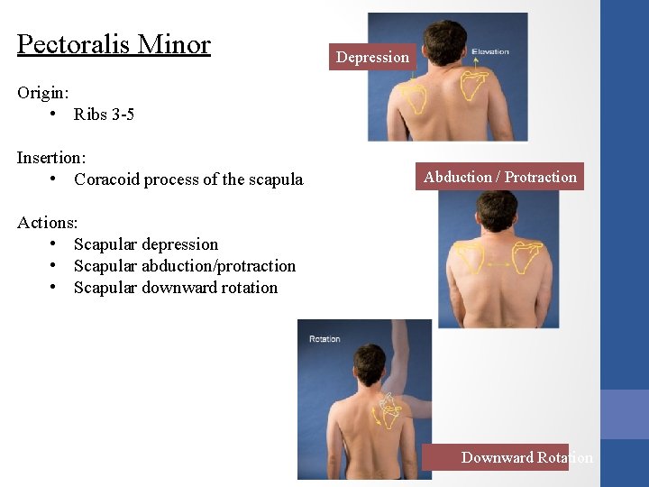 Pectoralis Minor Depression Origin: • Ribs 3 -5 Insertion: • Coracoid process of the