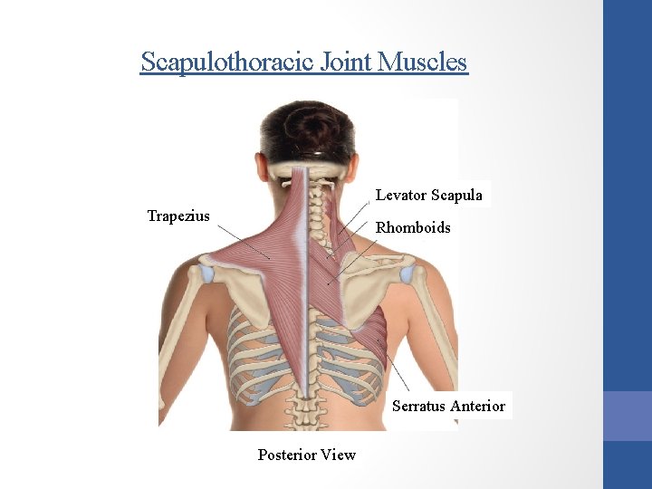 Scapulothoracic Joint Muscles Levator Scapula Trapezius Rhomboids Serratus Anterior Posterior View 