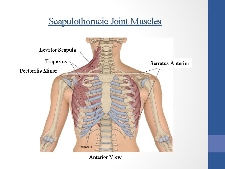 Scapulothoracic Joint Muscles Levator Scapula Trapezius Serratus Anterior Pectoralis Minor Anterior View 