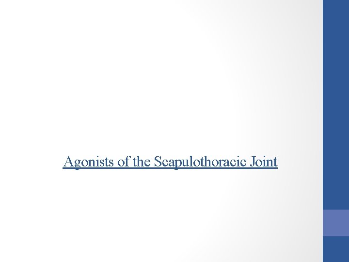 Agonists of the Scapulothoracic Joint 