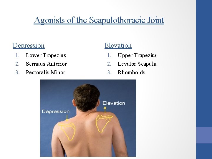 Agonists of the Scapulothoracic Joint Depression 1. 2. 3. Lower Trapezius Serratus Anterior Pectoralis