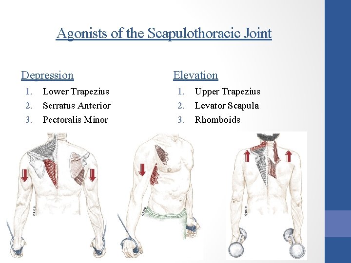 Agonists of the Scapulothoracic Joint Depression 1. 2. 3. Lower Trapezius Serratus Anterior Pectoralis