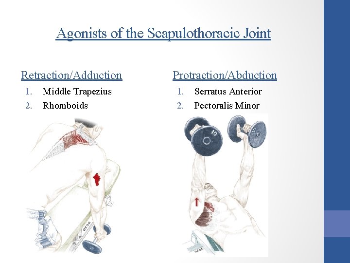 Agonists of the Scapulothoracic Joint Retraction/Adduction 1. 2. Middle Trapezius Rhomboids Protraction/Abduction 1. 2.