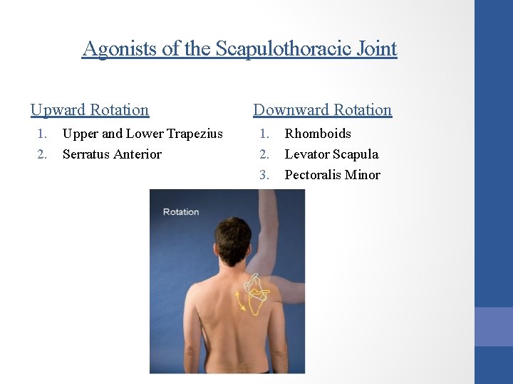 Agonists of the Scapulothoracic Joint Upward Rotation 1. 2. Upper and Lower Trapezius Serratus