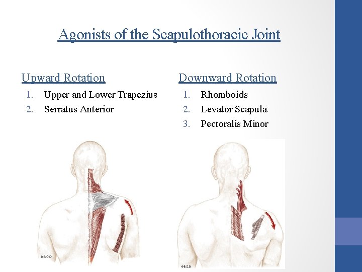 Agonists of the Scapulothoracic Joint Upward Rotation 1. 2. Upper and Lower Trapezius Serratus