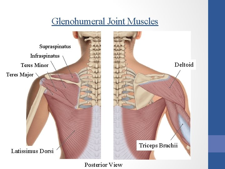 Glenohumeral Joint Muscles Supraspinatus Infraspinatus Deltoid Teres Minor Teres Major Triceps Brachii Latissimus Dorsi