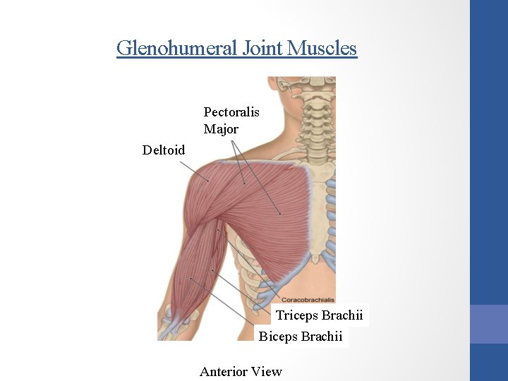 Glenohumeral Joint Muscles Pectoralis Major Deltoid Triceps Brachii Biceps Brachii Anterior View 