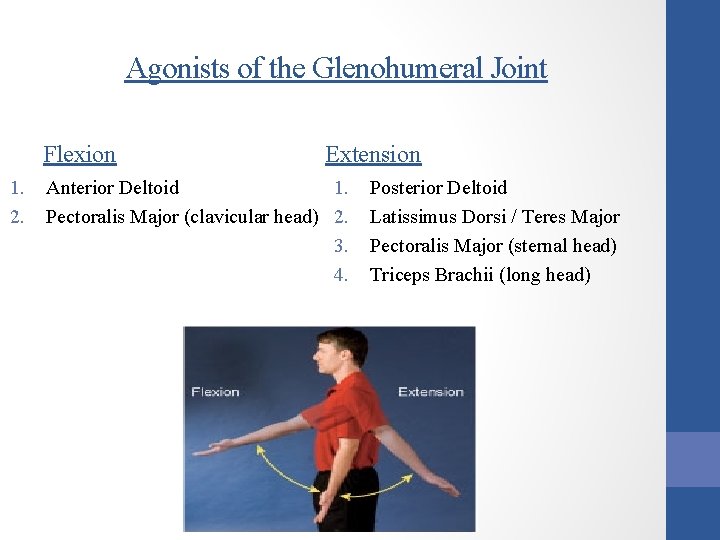 Agonists of the Glenohumeral Joint Flexion 1. 2. Extension Anterior Deltoid 1. Pectoralis Major