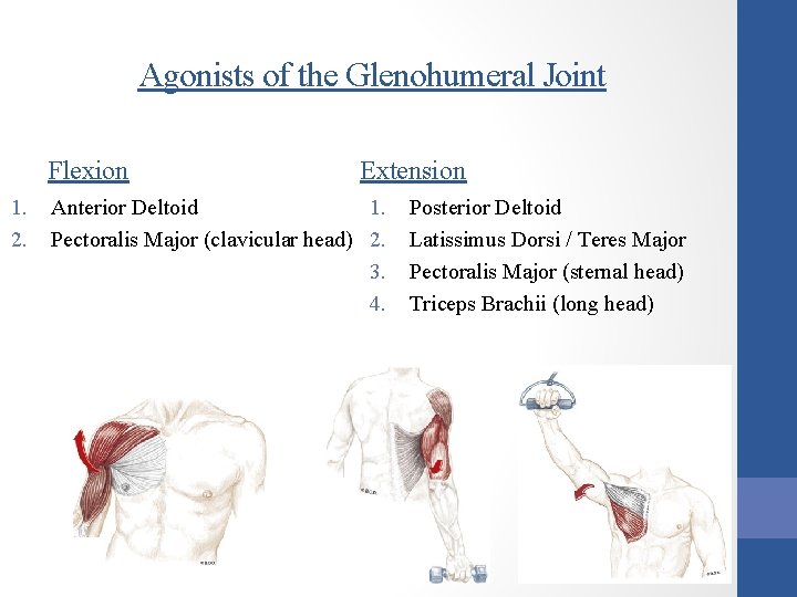Agonists of the Glenohumeral Joint Flexion 1. 2. Extension Anterior Deltoid 1. Pectoralis Major