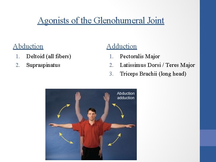 Agonists of the Glenohumeral Joint Abduction 1. 2. Deltoid (all fibers) Supraspinatus Adduction 1.