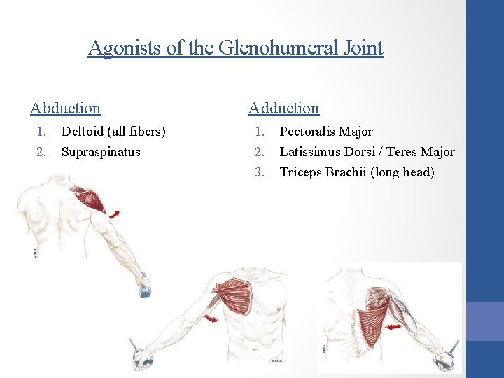 Agonists of the Glenohumeral Joint Abduction 1. 2. Deltoid (all fibers) Supraspinatus Adduction 1.