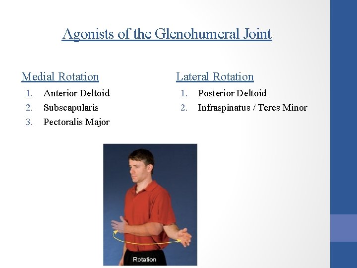 Agonists of the Glenohumeral Joint Medial Rotation 1. 2. 3. Anterior Deltoid Subscapularis Pectoralis