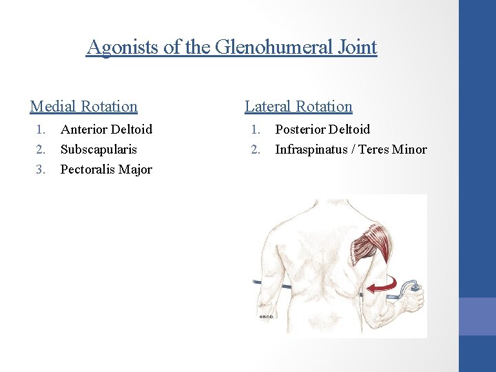 Agonists of the Glenohumeral Joint Medial Rotation 1. 2. 3. Anterior Deltoid Subscapularis Pectoralis