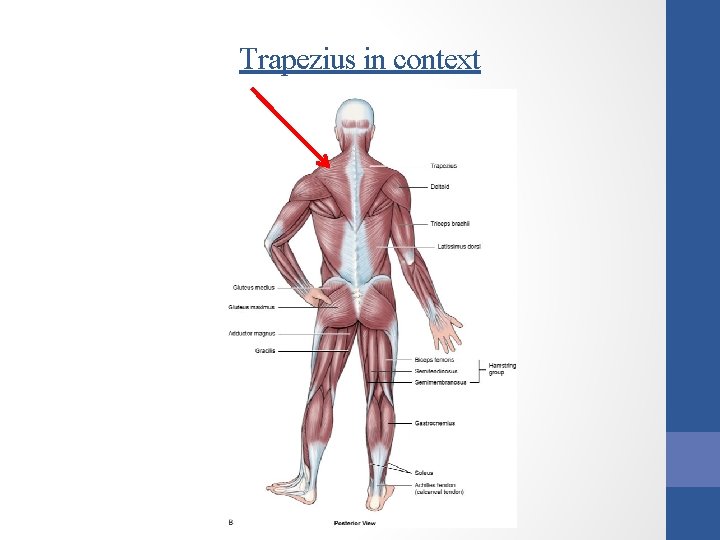 Trapezius in context 